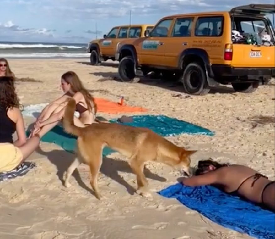 在昆州著名景点，游客海滩晒太阳，被丁狗背部偷袭