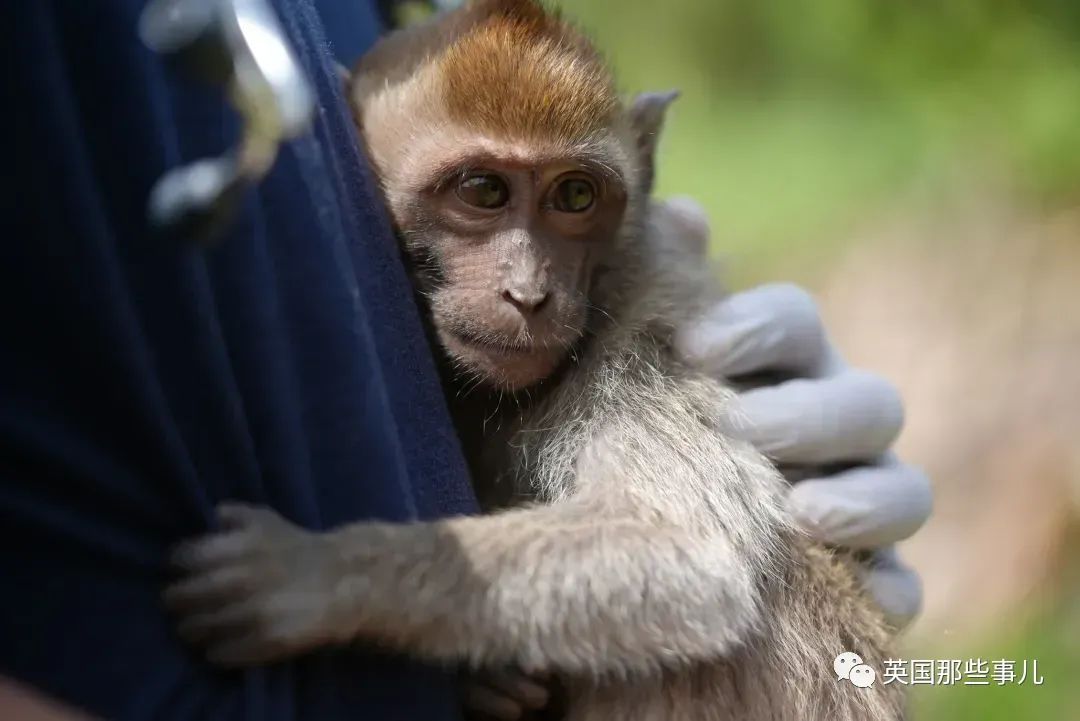 把猴子摔墙上，电钻钻穿脑袋，搅拌机绞死… 这个虐猴群，终于！