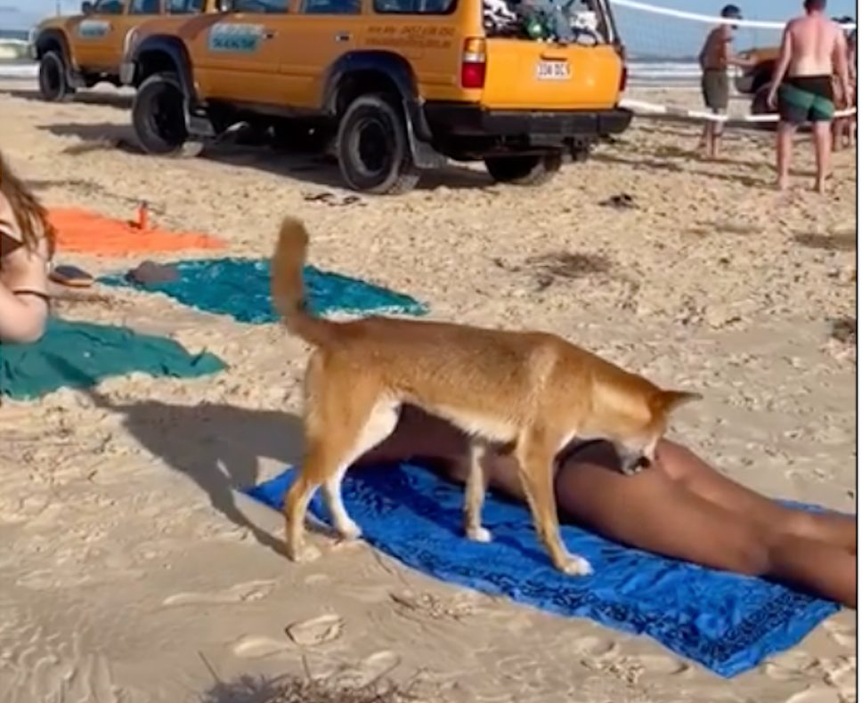 在昆州著名景点，游客海滩晒太阳，被丁狗背部偷袭
