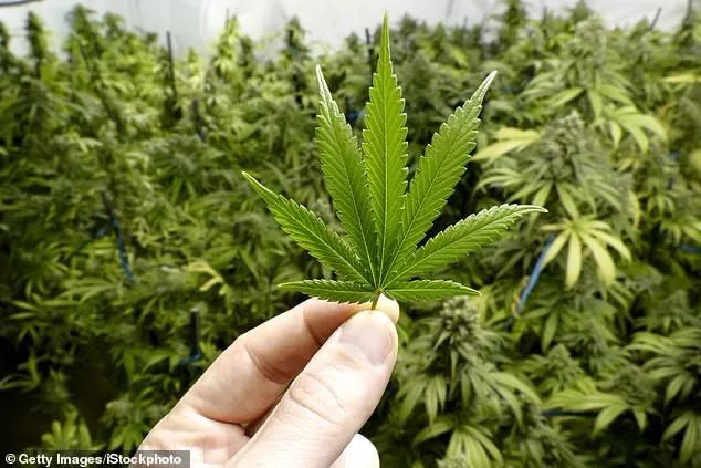 澳洲这三地提案, 大麻将合法?! 像香烟一样随处能抽, 家里就可以种