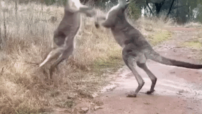 踢腿+锁喉！大叔和澳洲袋鼠打架火爆全网！视频曝光！澳洲人笑称：可以吹上一辈子了！