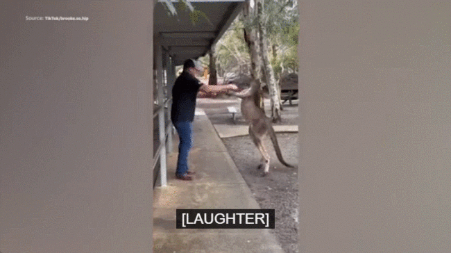 踢腿+锁喉！大叔和澳洲袋鼠打架火爆全网！视频曝光！澳洲人笑称：可以吹上一辈子了！