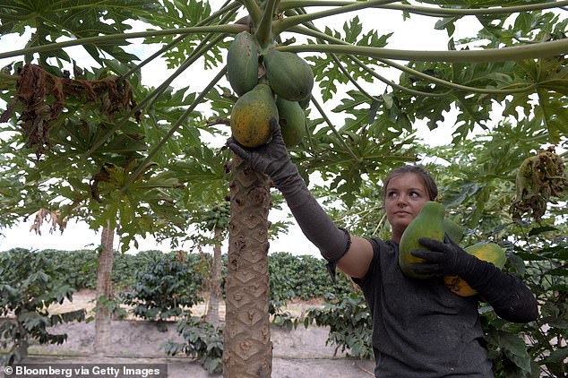 Overseas backpackers in Australia will pay $130 more for a working holiday visa from this Saturday - marking a 25 per cent increase as growers struggle to recruit fruit pickers (pictured is papaya picker in Queensland's Atherton Tablelands)