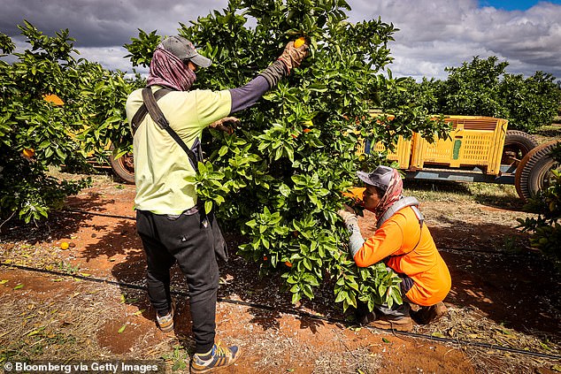 The Working Holiday Maker visa will cost $640 from July 1 - up from $510 - making it one of the world's most expensive